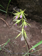Nervilia concolor