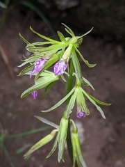Nervilia concolor