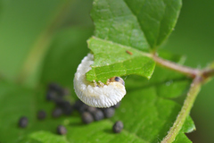 Monophadnus spinolae