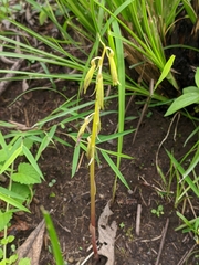 Nervilia concolor