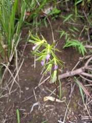 Nervilia concolor