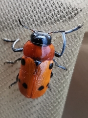 Tituboea sexmaculata