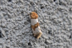 Schinia chryselloides