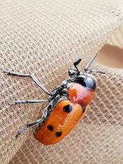 Tituboea sexmaculata