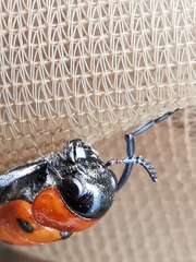 Tituboea sexmaculata