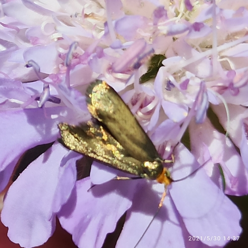 Nemophora metallica