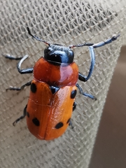 Tituboea sexmaculata