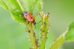 Deraeocoris punctum