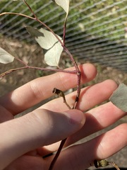Eucalyptus albens