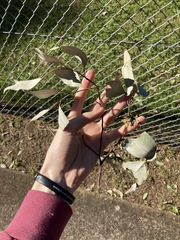 Eucalyptus albens