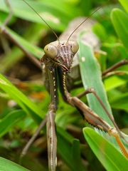 Polyspilota aeruginosa