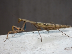 Polyspilota aeruginosa