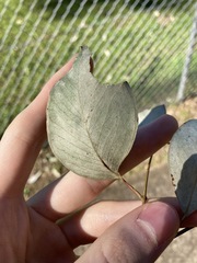 Eucalyptus albens