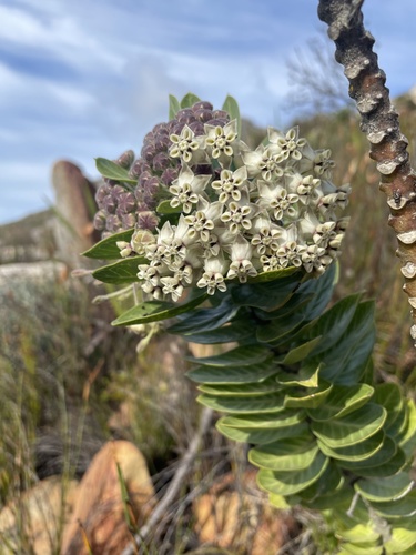 Gomphocarpus cancellatus