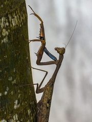 Polyspilota aeruginosa