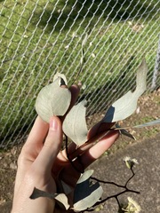 Eucalyptus albens