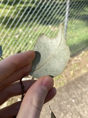 Eucalyptus albens