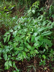 Polyscias diversifolia