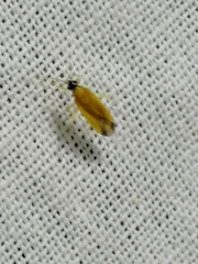 Phylus melanocephalus