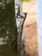 Polyspilota aeruginosa