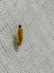 Phylus melanocephalus