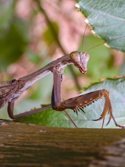 Polyspilota aeruginosa