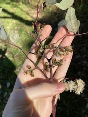 Eucalyptus albens