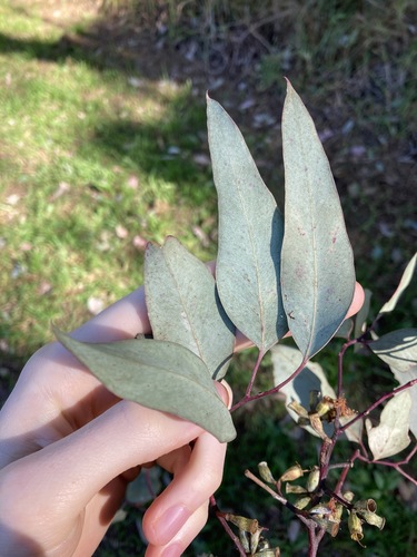 Image of White Box (Eucalyptus albens) by (c) Thomas Mesaglio, some rights reserved (CC BY)