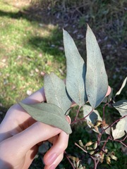 Eucalyptus albens