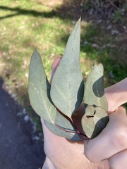 Eucalyptus albens