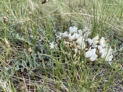 Astragalus scaberrimus