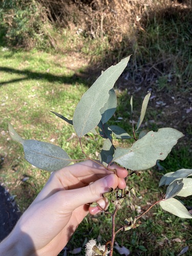 Image of White Box (Eucalyptus albens) by (c) Thomas Mesaglio, some rights reserved (CC BY)