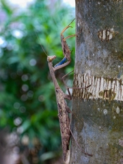 Polyspilota aeruginosa