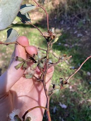 Eucalyptus albens