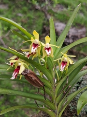 Vanda cristata