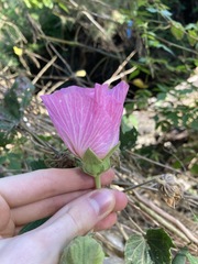 Hibiscus mutabilis