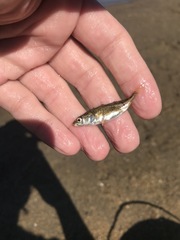 Gasterosteus wheatlandi
