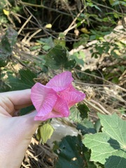 Hibiscus mutabilis