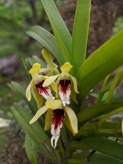 Vanda cristata