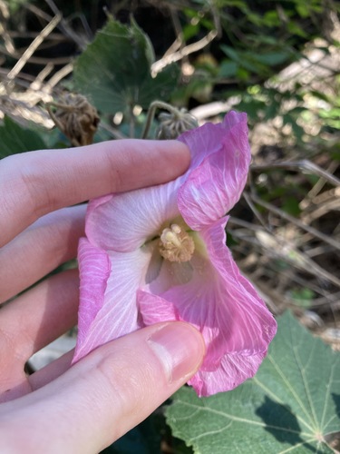 Hibiscus mutabilis