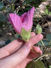 Hibiscus mutabilis