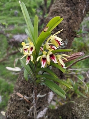 Vanda cristata