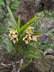 Vanda cristata