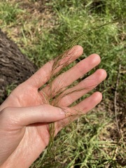 Austrostipa verticillata