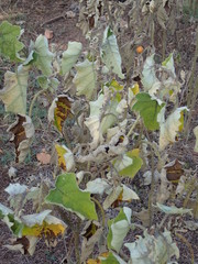 Solanum hirtum