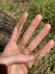 Austrostipa verticillata