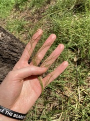 Austrostipa verticillata
