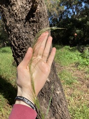 Austrostipa verticillata