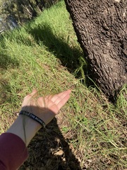 Austrostipa verticillata