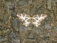 Mesastrape fulguraria